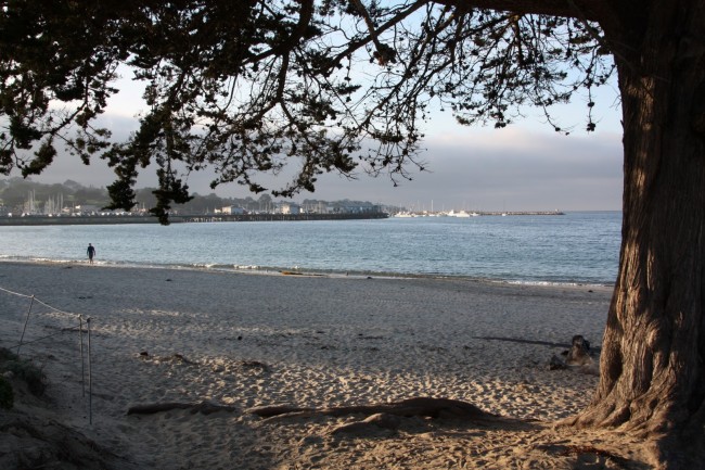 View of a beach between cypruss trees