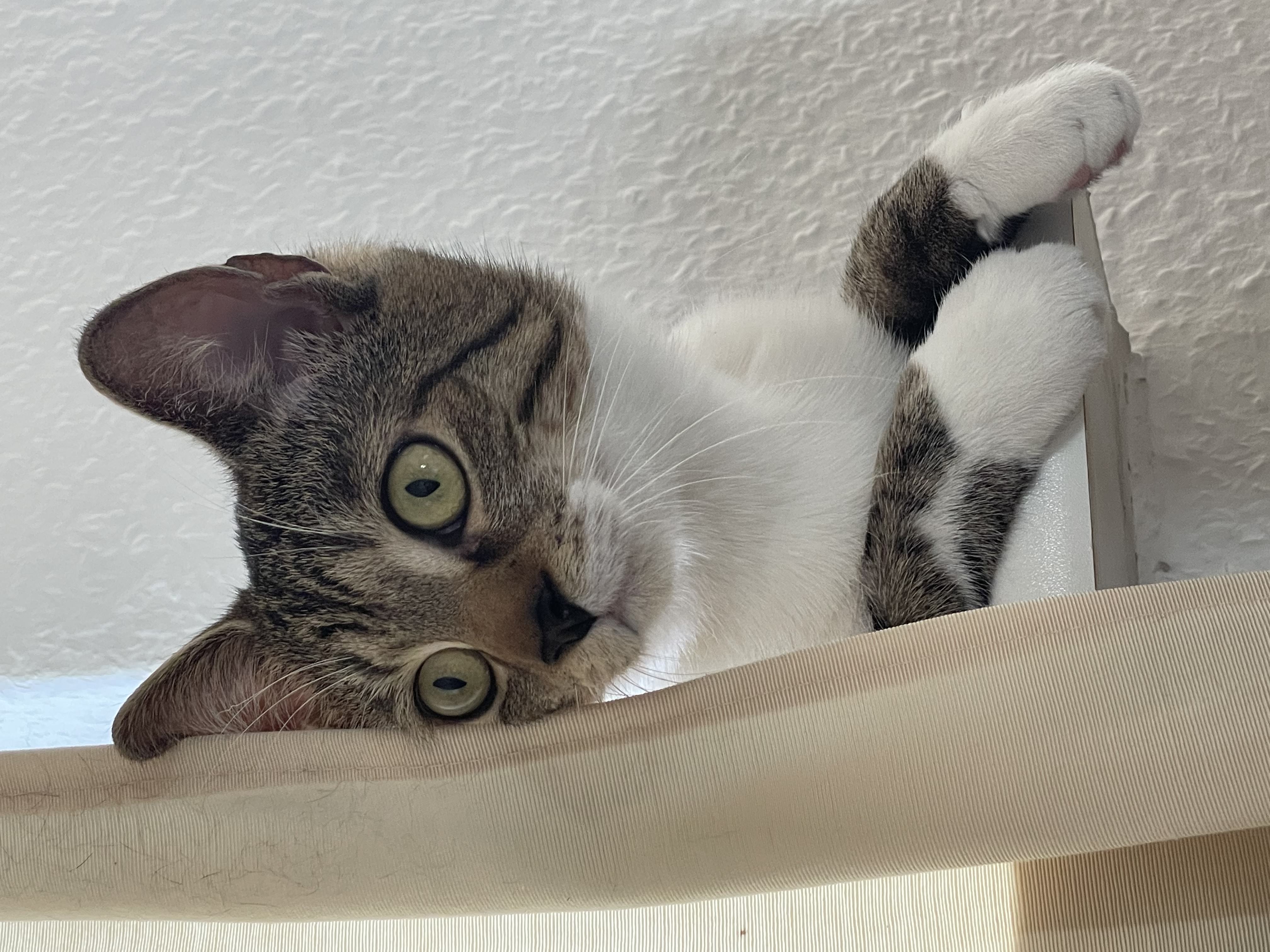 kittie an adopted cat