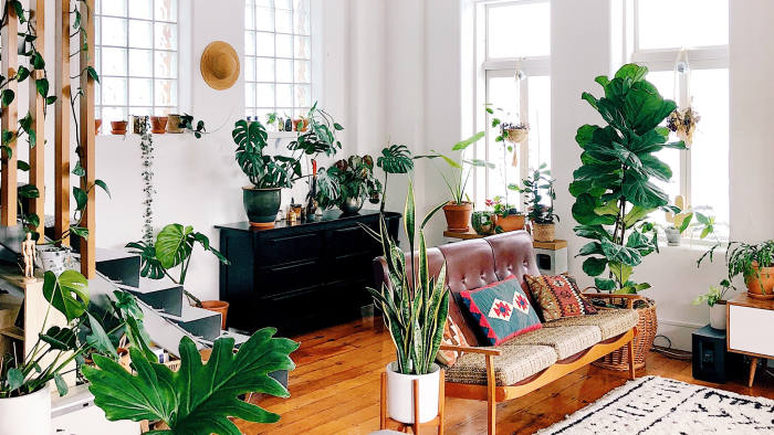 Sunny room filled with plants.