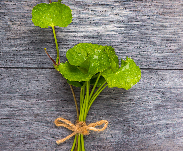 small bundle of Gotu Kola plant