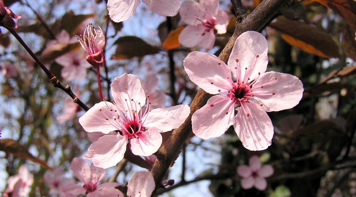 Cherry Blossoms