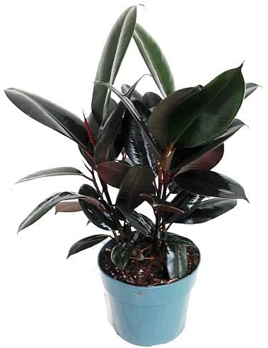 Rubber plant