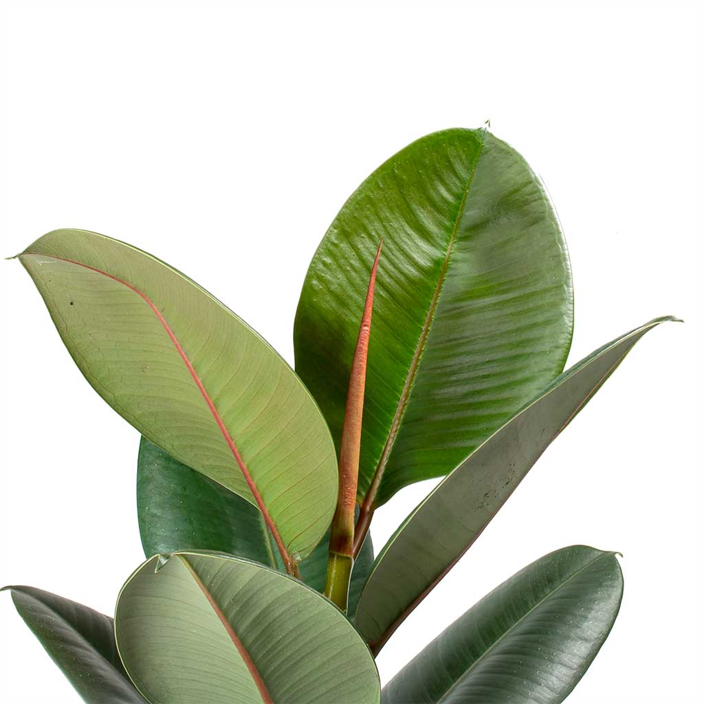 Ficus elastica Robusta