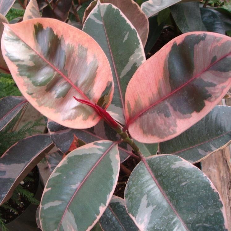 Ficus elastica Tricolor