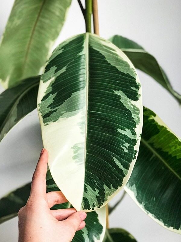 Ficus elastica Tineke