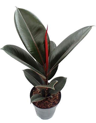 Ficus elastica Abidjan