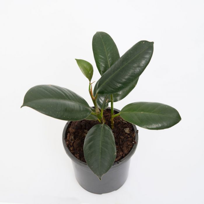 Ficus elastica Decora