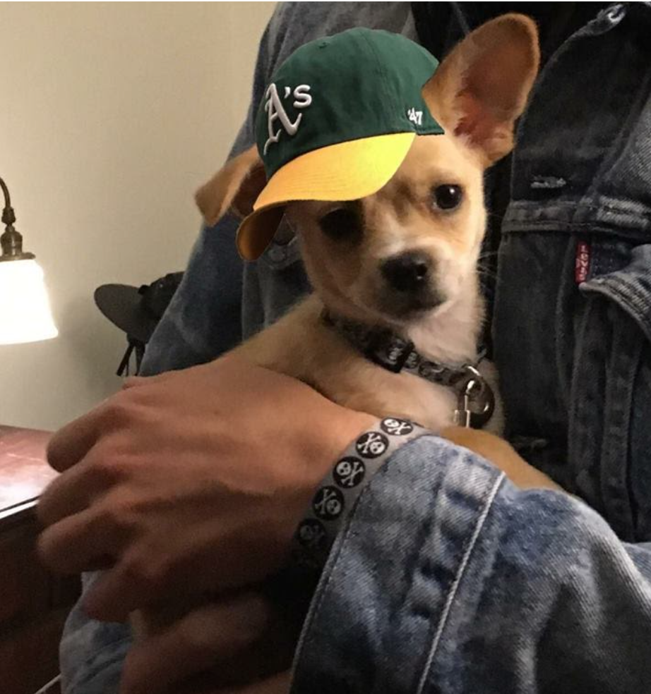 Adorable Chihuahua Puppy