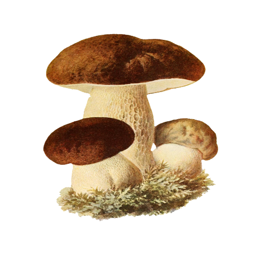 Mushroom