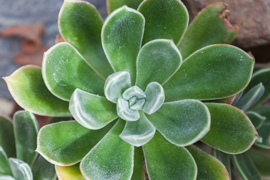 Succulents