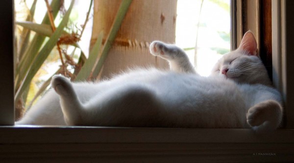 Cat napping on windowsill