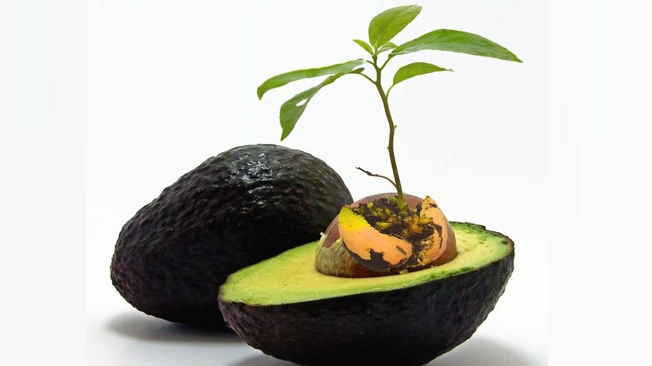 Avocado