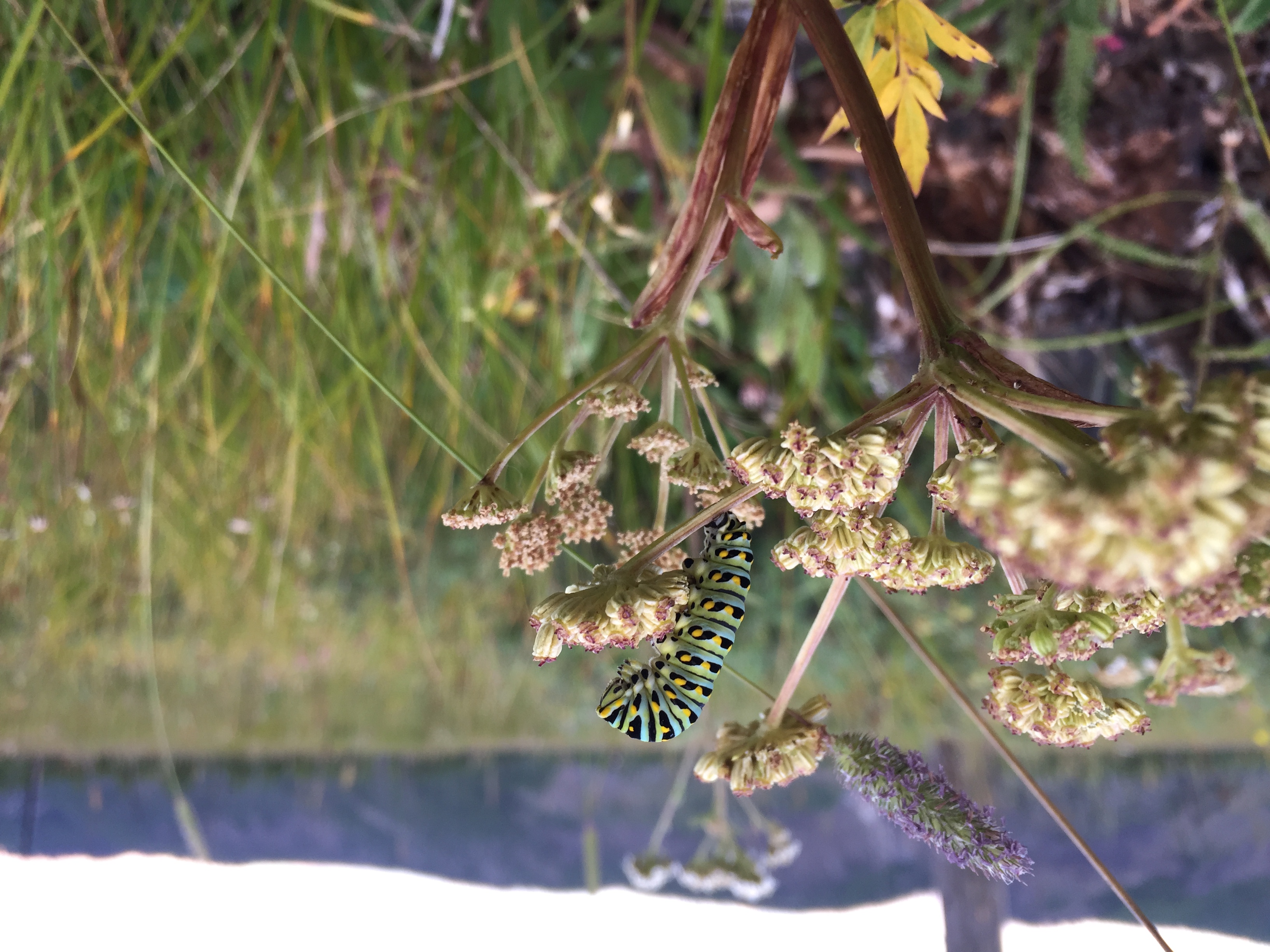 Anise Swallowtail Caterpillar