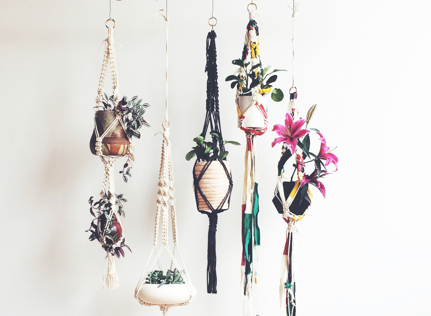 Succulent plant hanger