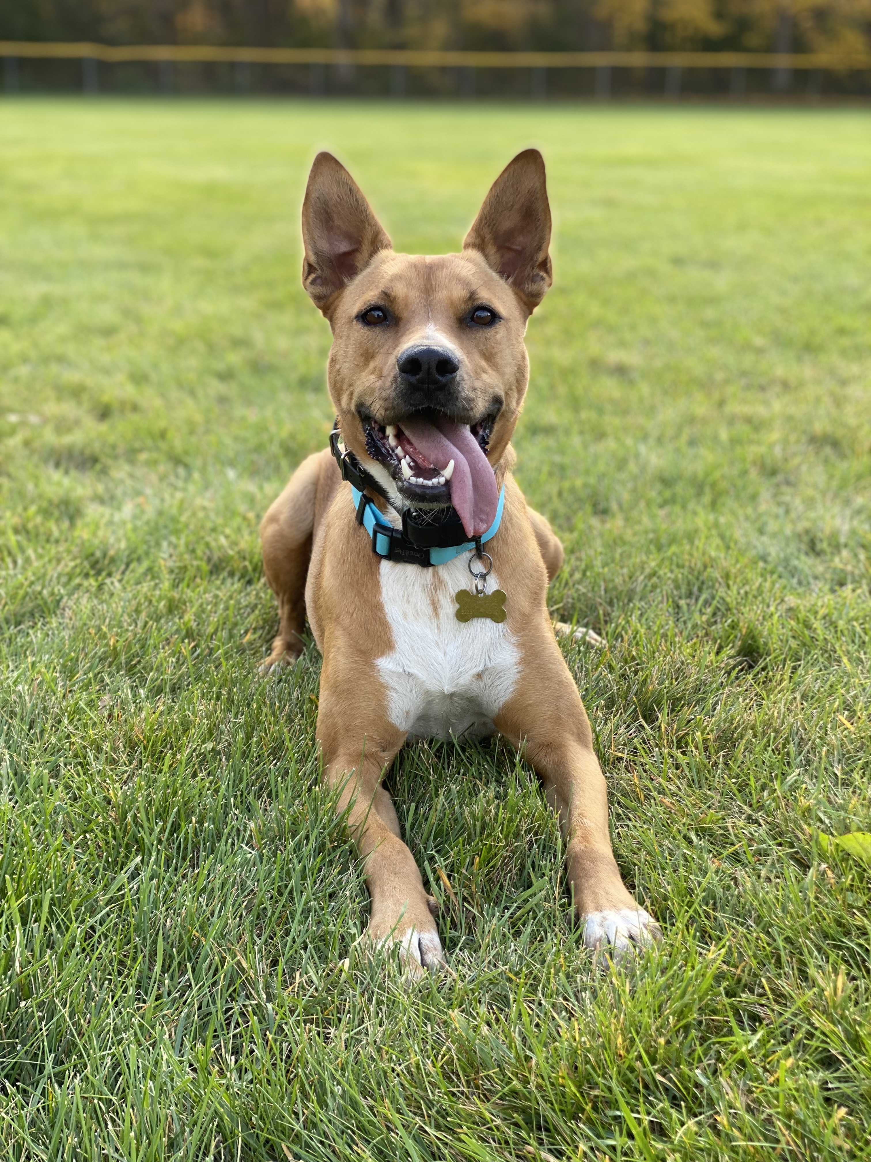 Marizpan, Australian Cattle/American Pitbull Dog