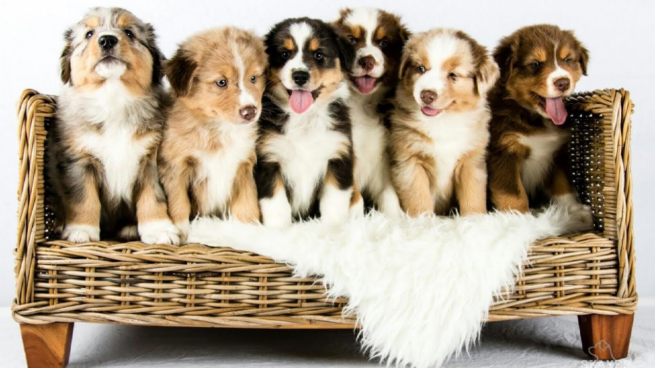Australian Shepherds in various colours