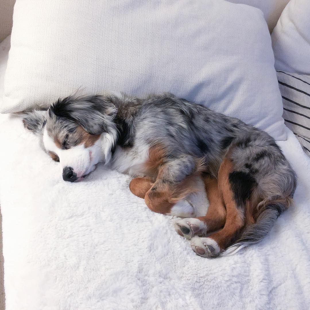 Australian shepherd sleeping on comfy couch