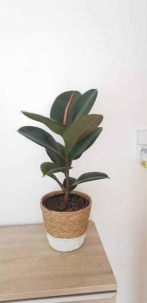 ficus