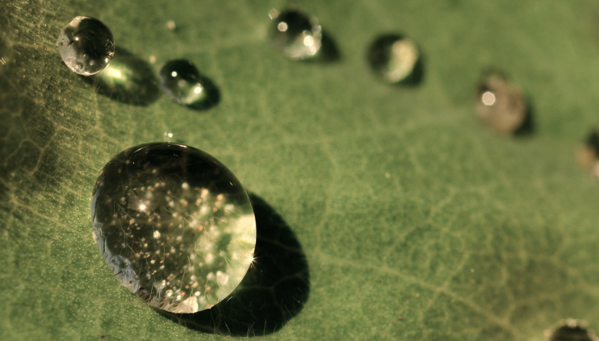 Close up of water droplets on lotus leaf