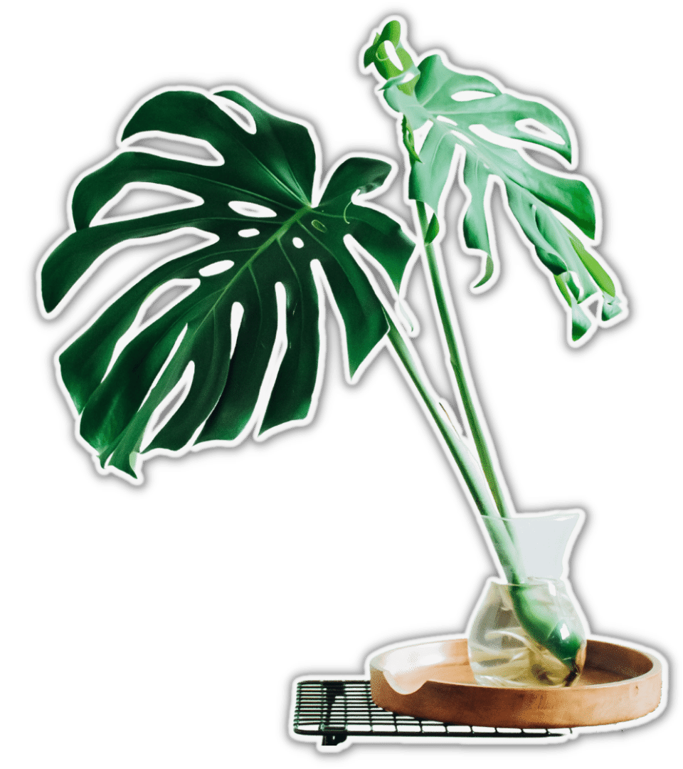 monstera plant