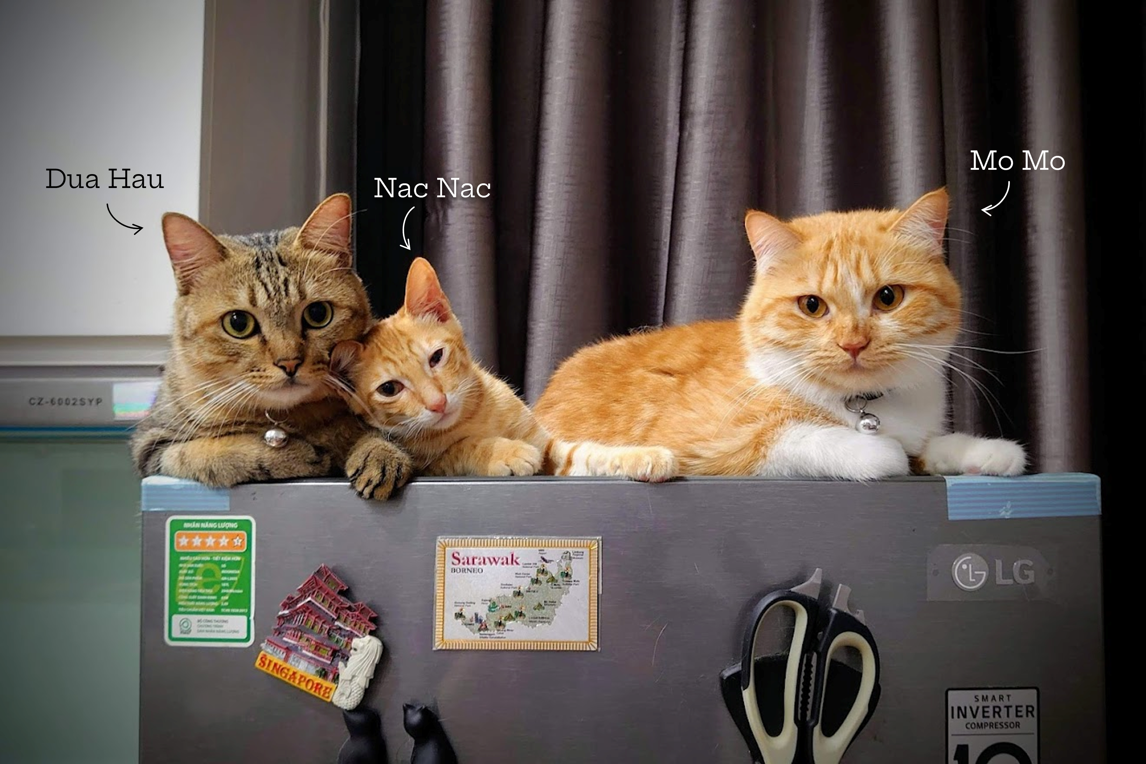 Kitties from House of Mo