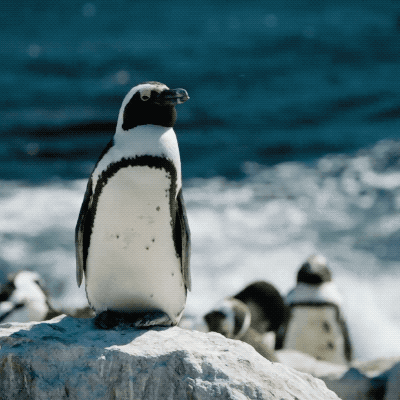 A Galapagos penguin standing on a rock