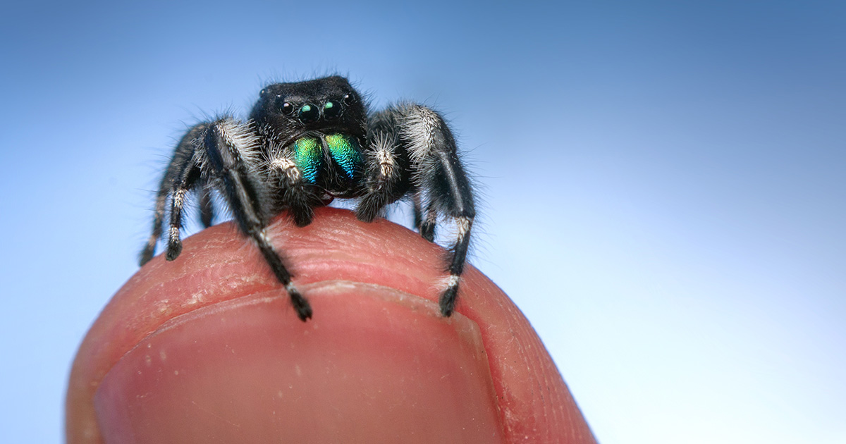 Jumping Spider