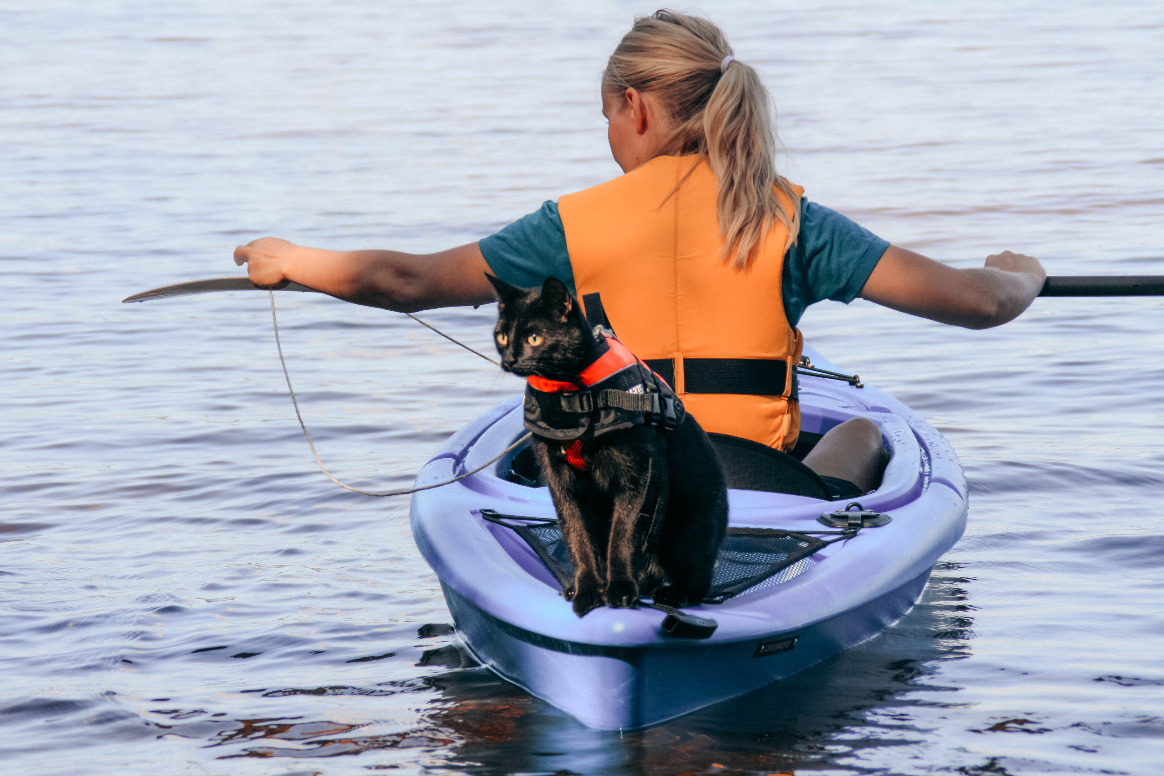 Cat kayaking