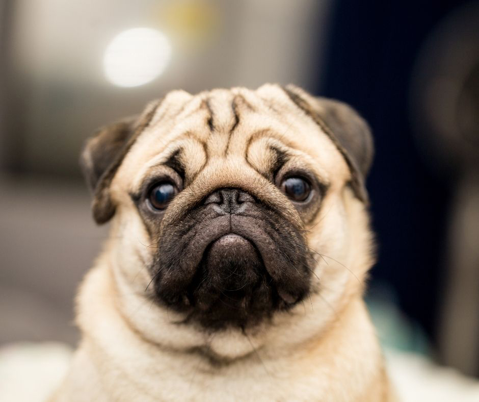 pug