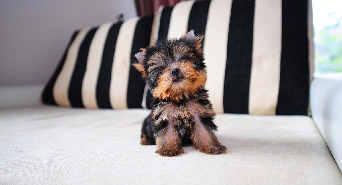 Yorkie
