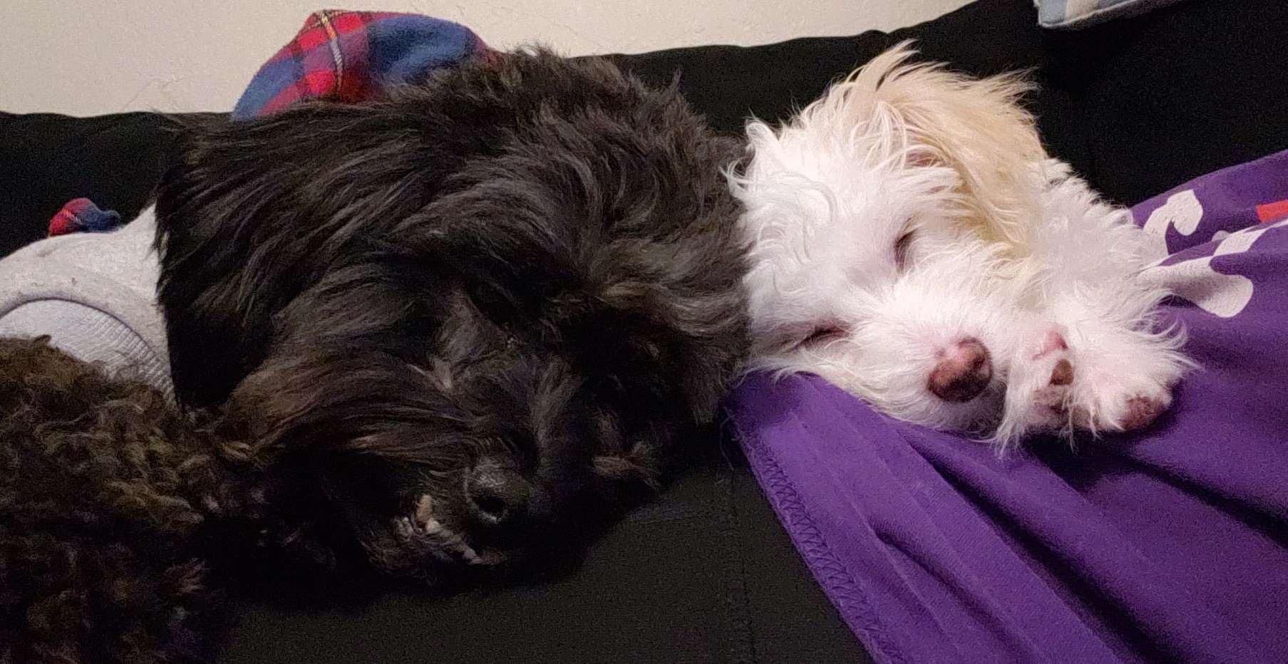 Beans___Rice_dog_photo