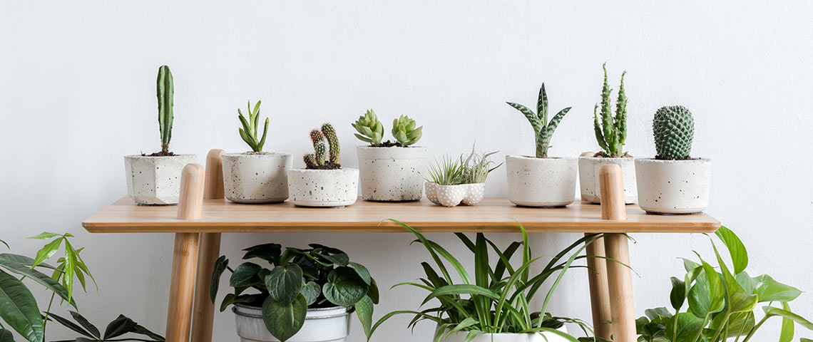 House plants