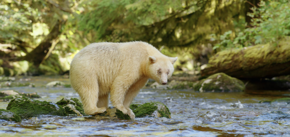 An image of large bear with light cream coloured fur standing in the middle of a river surrounded by a green forest.