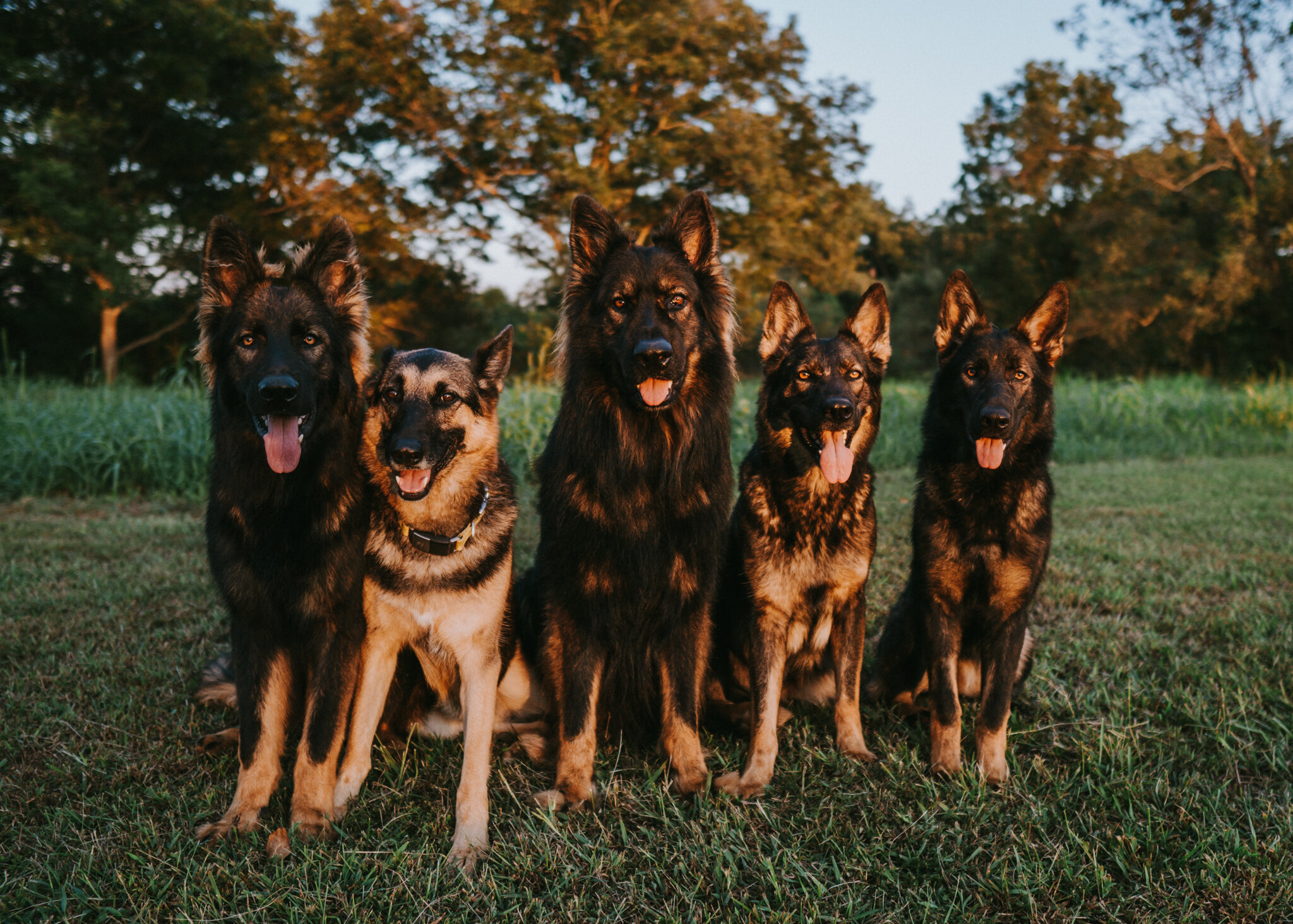 5 German Shepherds