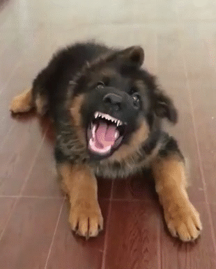 Puppy playing on Grass