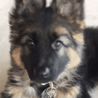 Puppy sitting looking up