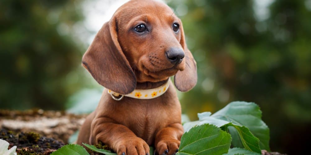 Dachshund