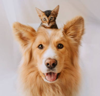 dog & cat buddies