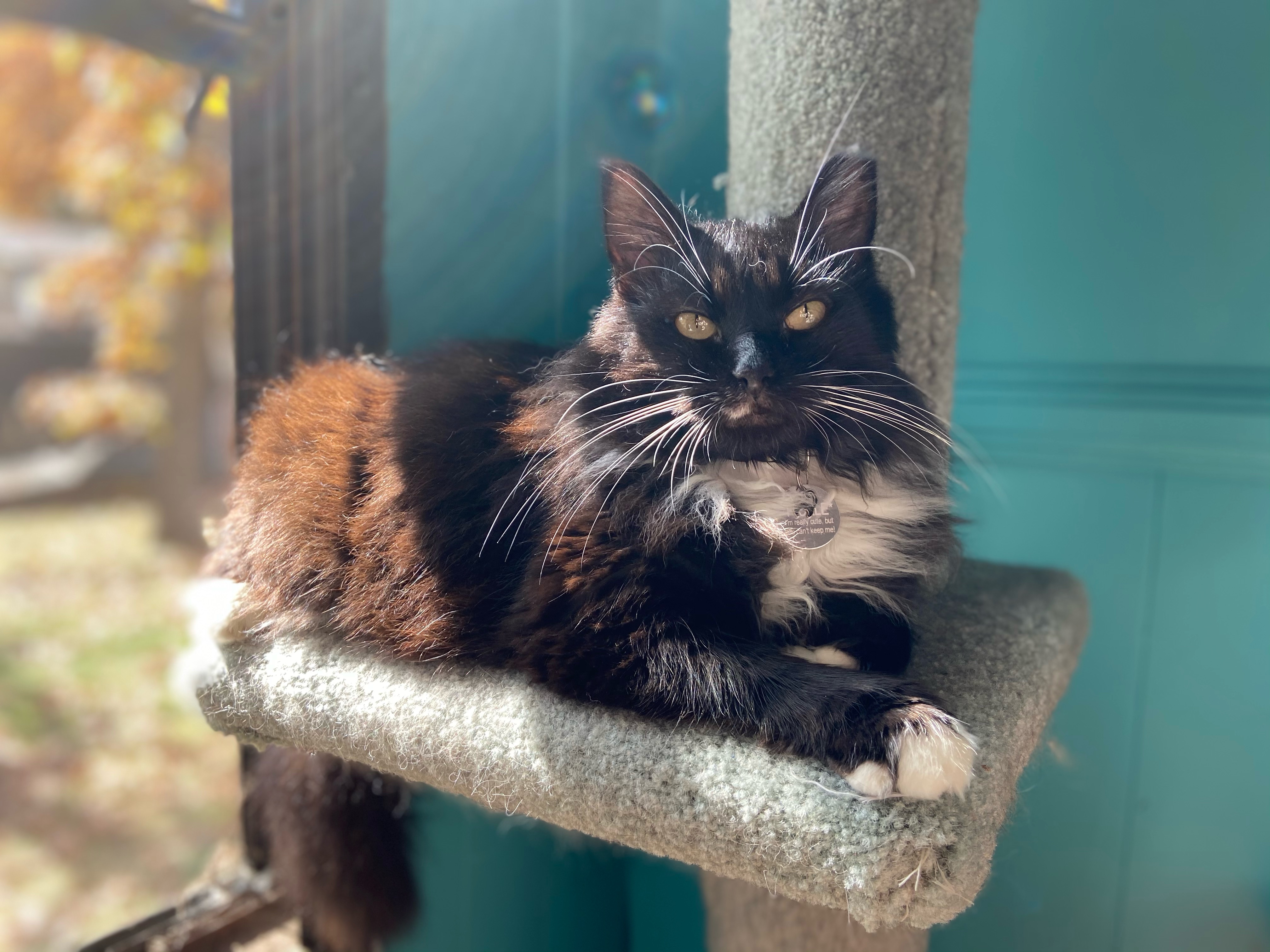 A medium-haired tuxedo cat rests adorably on a cat tree near a sunny window.