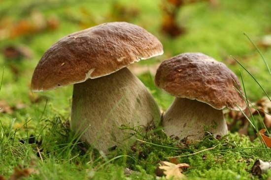 Boletus edulis (porcini) mushrooms