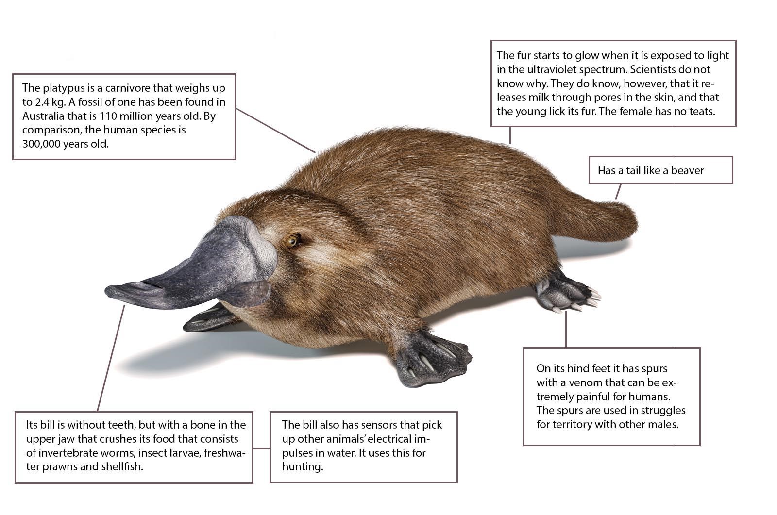 picture of a platypus