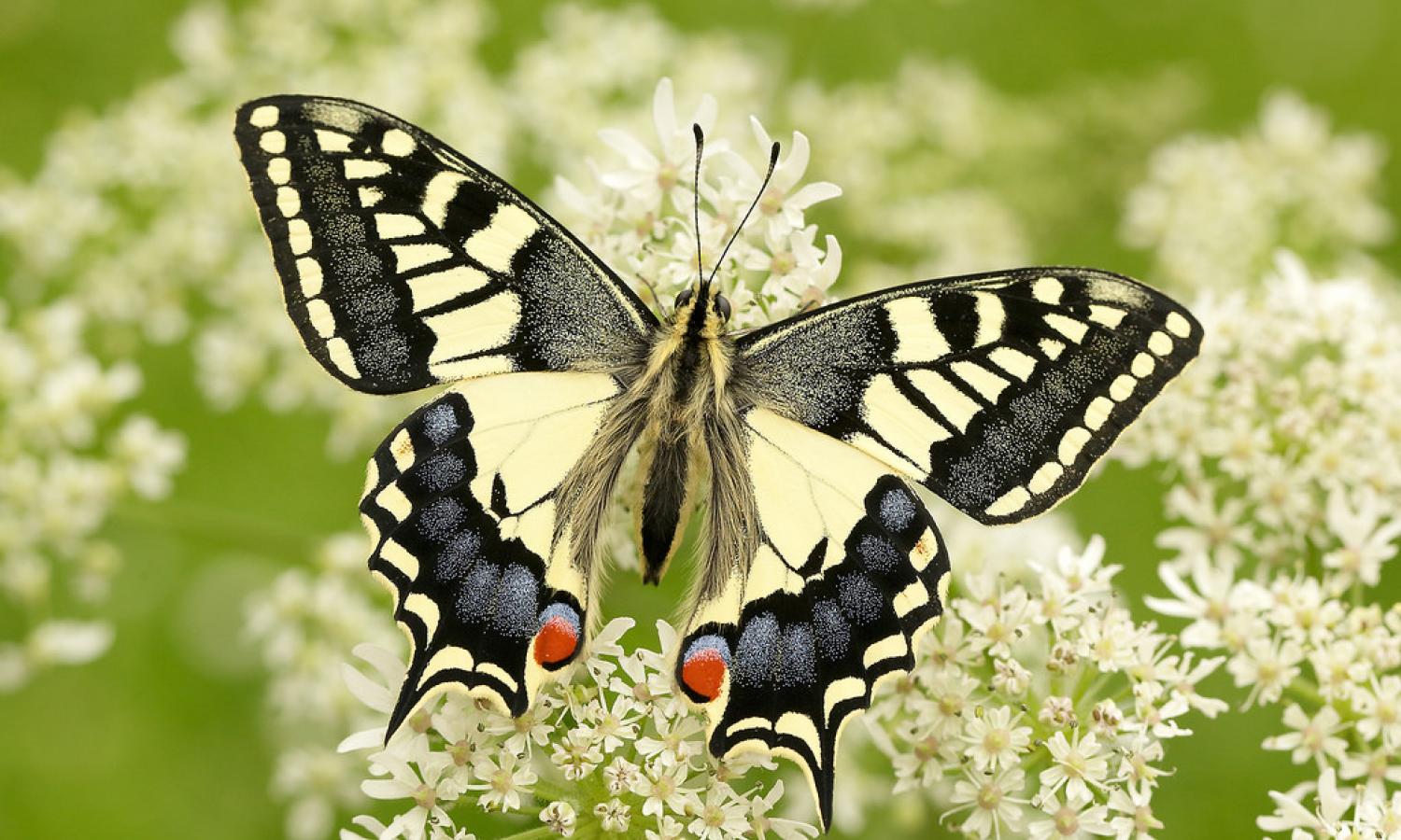 swallowtail