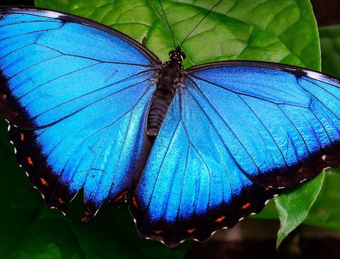 bluemorpho