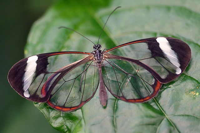 glasswing
