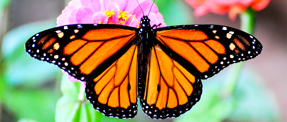 monarch