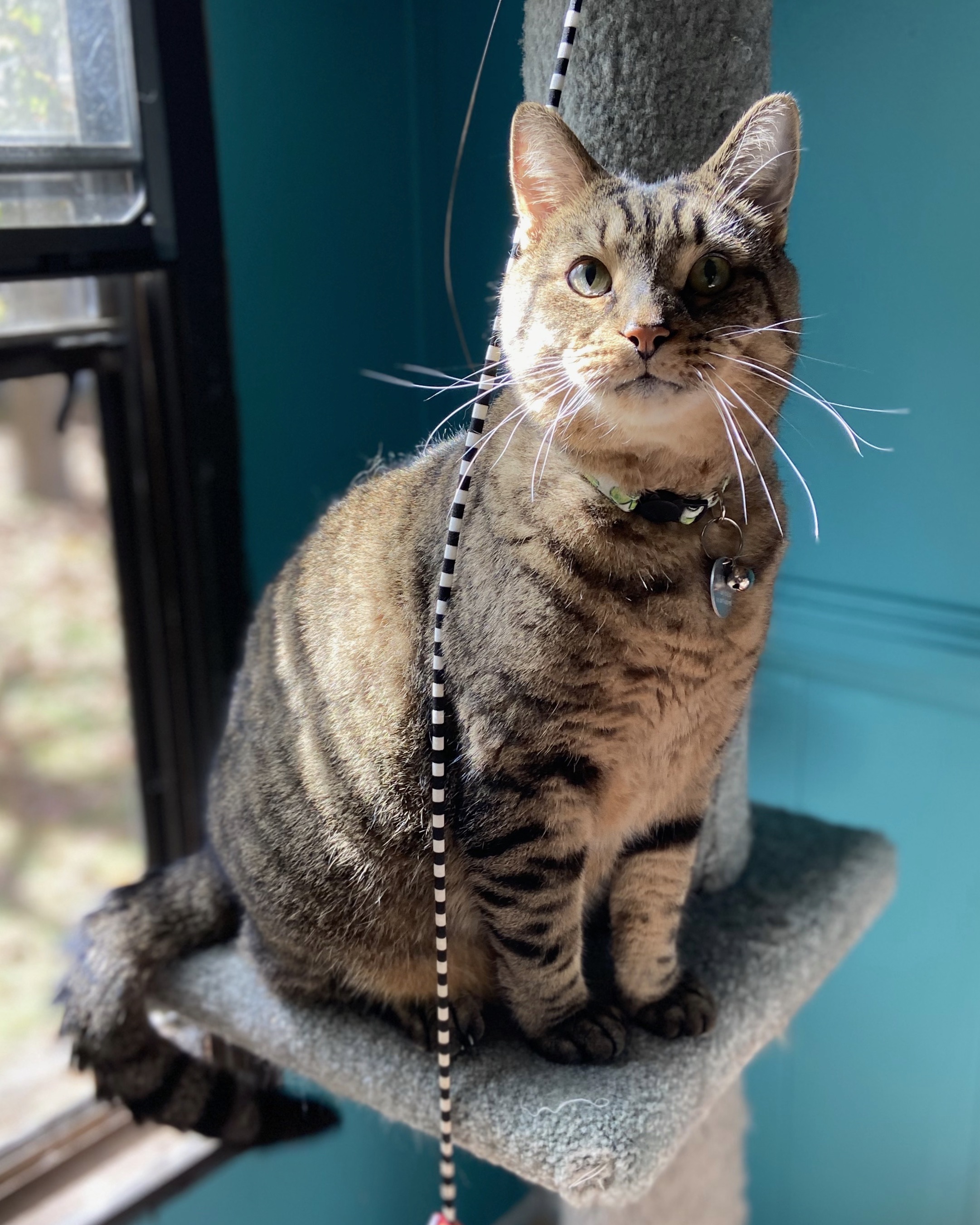 A short-haired brown tabby cat sits adorably on a cat tree by a sunny window.
