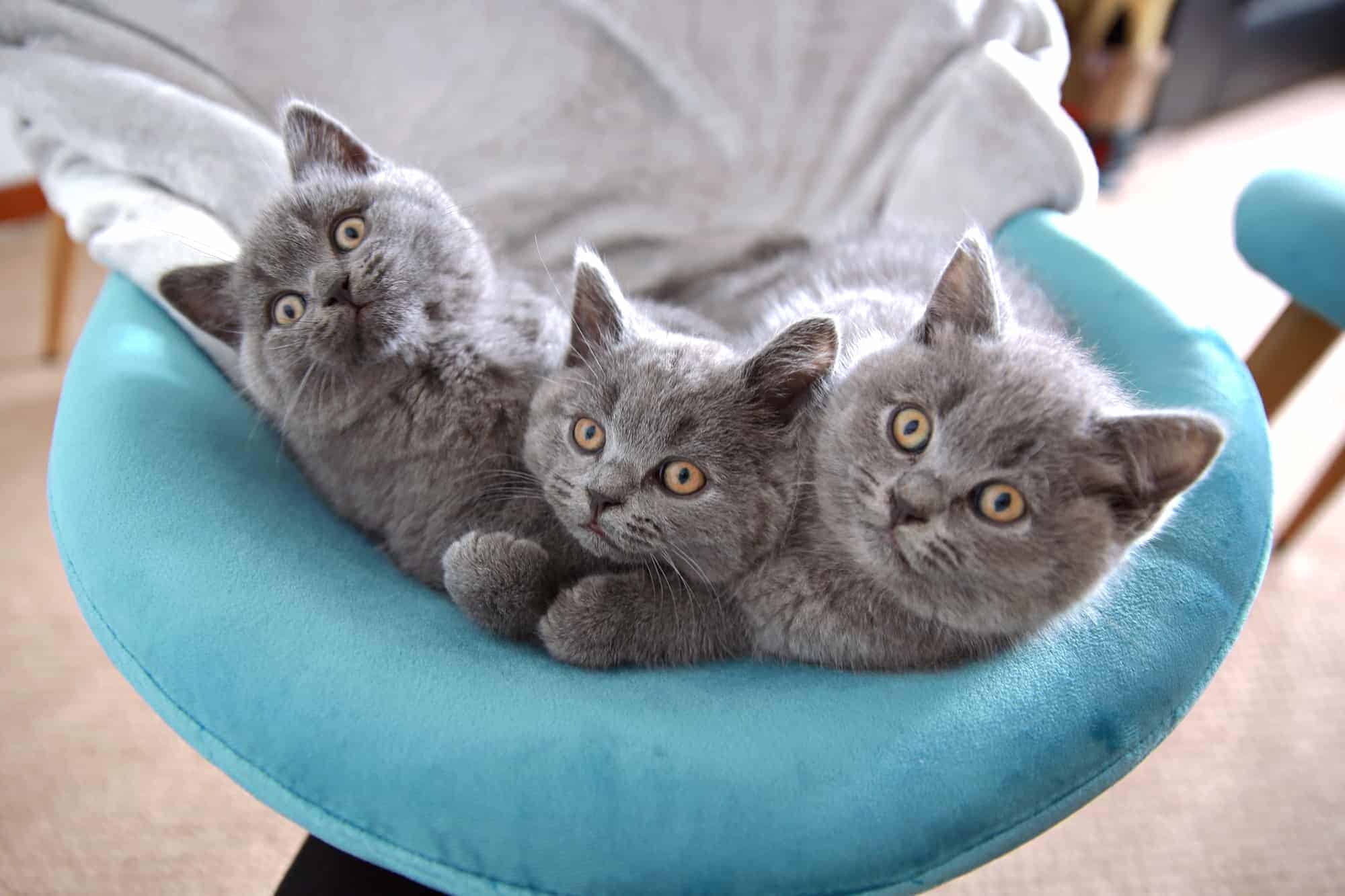 British Shorthair Kitten