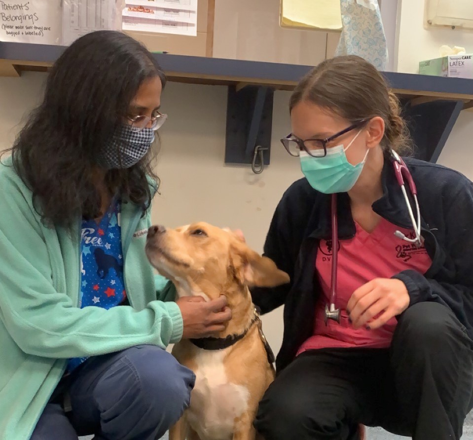 two veterinarians and a dog