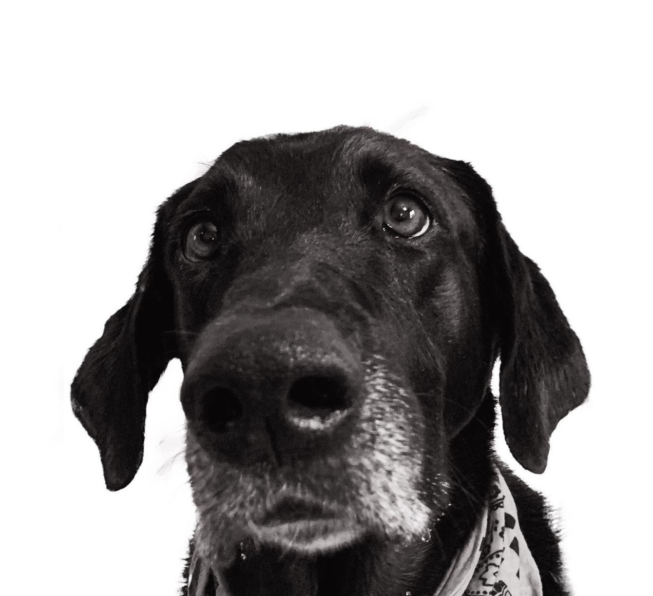 dog in white background