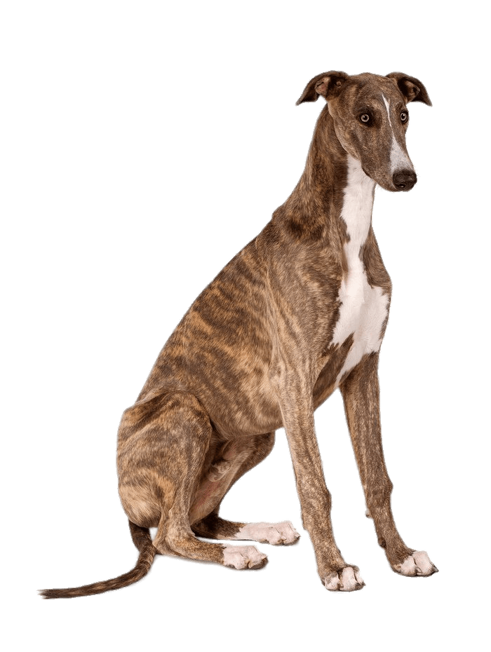 Image of greyhound sitting